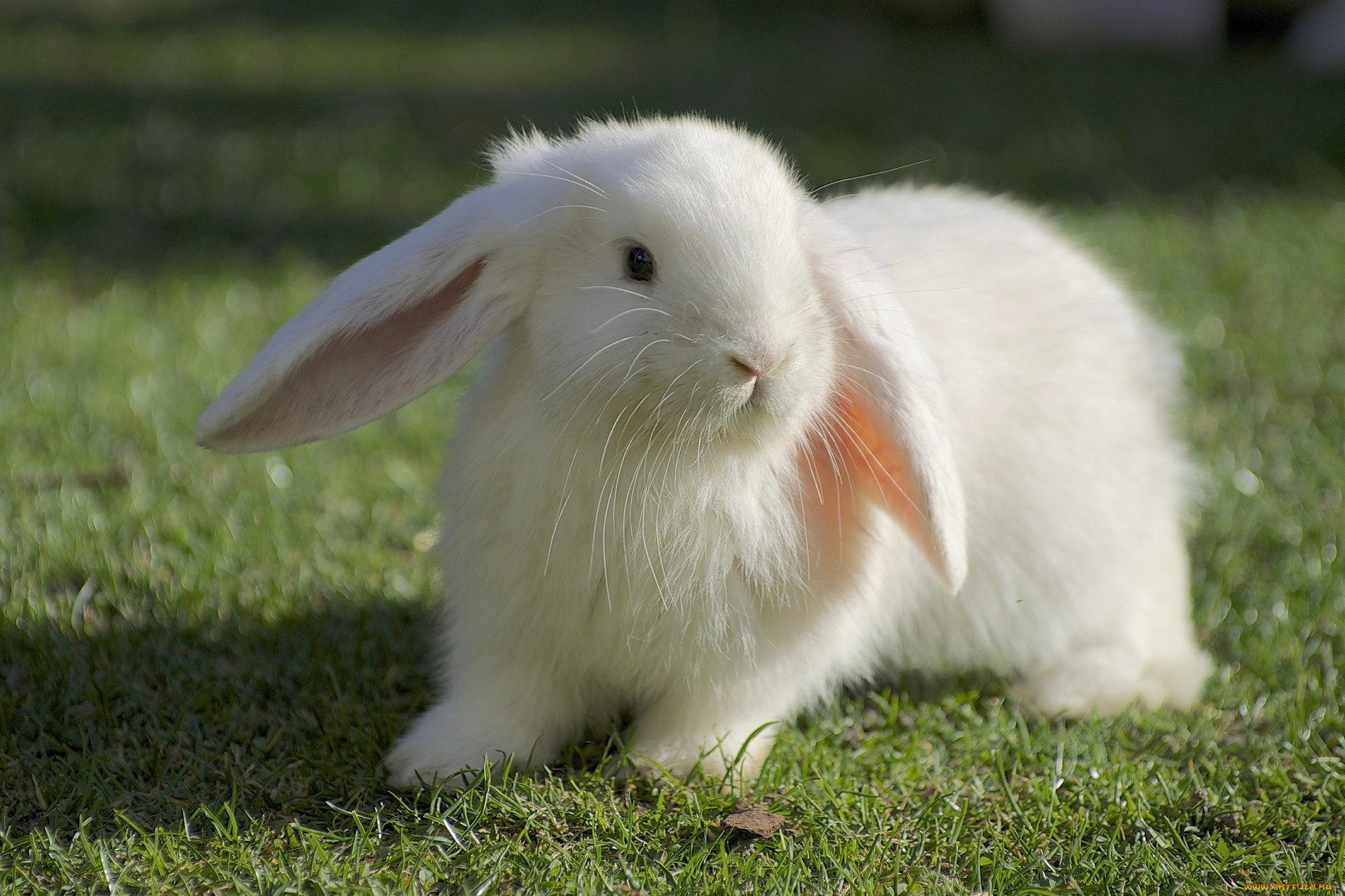 Зайчик официально. Хиколь кролики. Кролик белый великан. Белый пушистый кролик. Кролик калифорнийский пушистый.